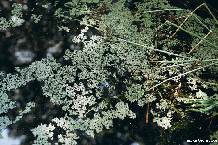 COD•氨氮•总磷•总氮测定仪 COD•氨氮•总磷•总氮测定仪