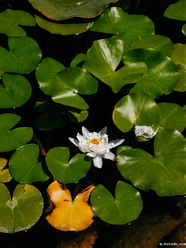 全自动智能蒸馏仪 全自动智能蒸馏仪