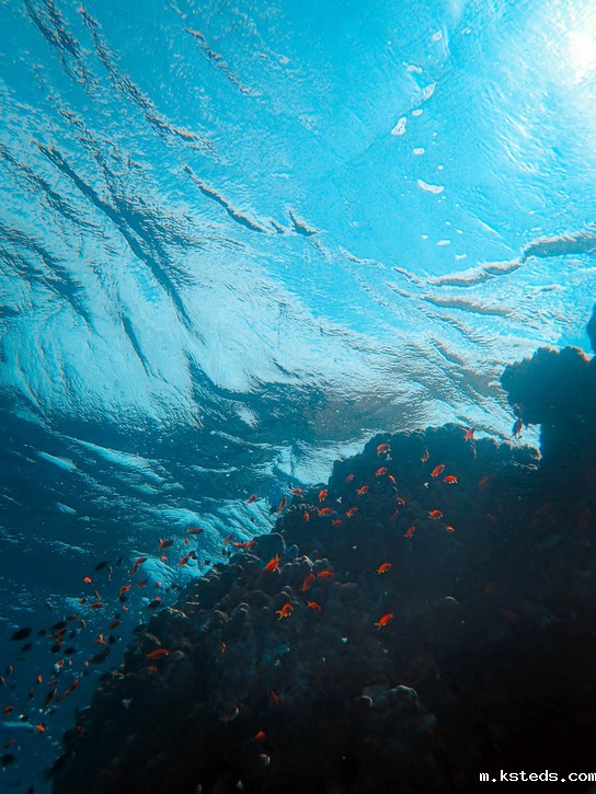 在线浊度分析仪 在线浊度分析仪