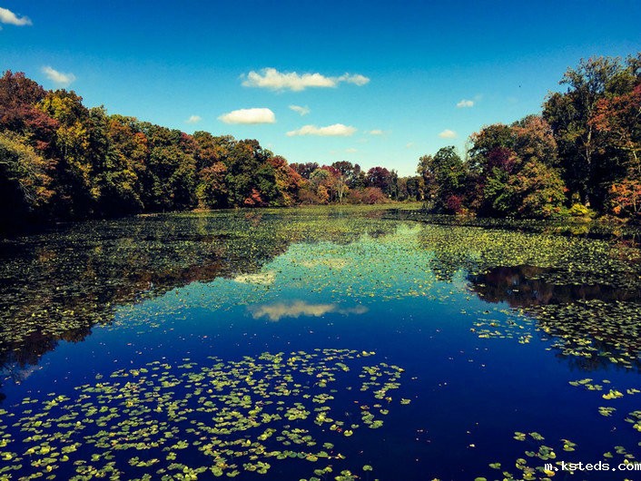 COD氨氮总磷总氮测定仪 COD氨氮总磷总氮测定仪