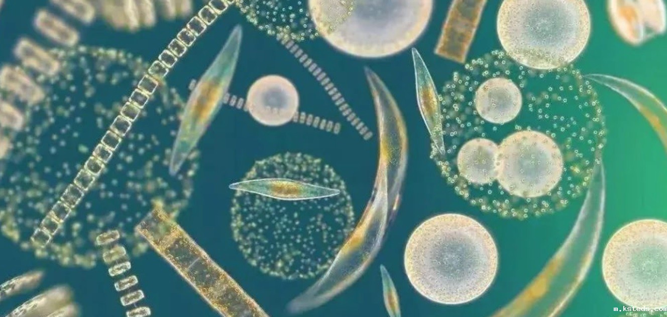 1732670882977688.jpg 777.jpg