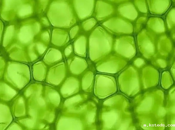 1733792555384862.jpg 7788.jpg