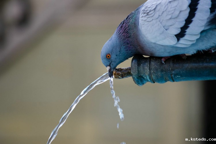 鸟儿饮用水