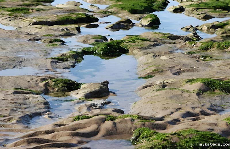 便携式新利官网官方网站对于生态水检测使用详解