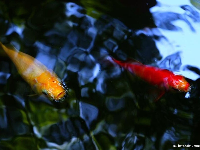 养殖废水测定分析仪